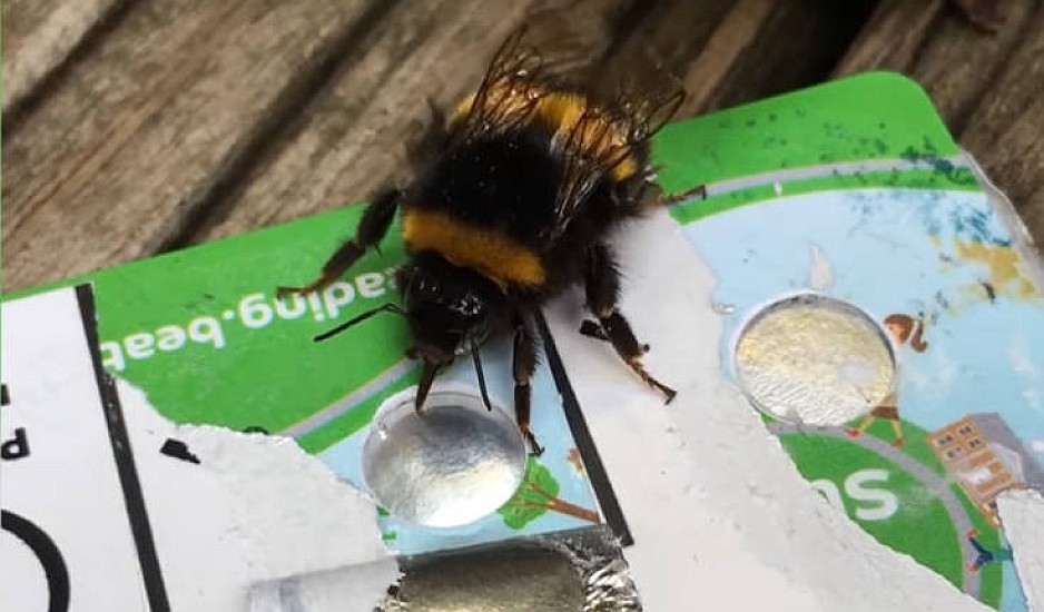 Τι σχέση μπορεί να έχουν οι πιστωτικές κάρτες με τις μέλισσες;