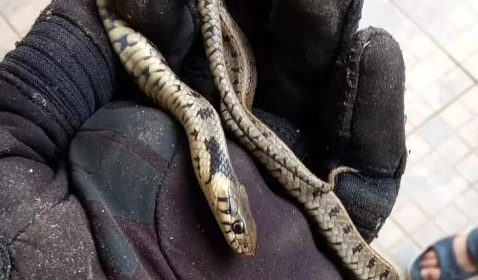 Κοζάνη: Βρήκαν ένα φίδι πίσω από τον καναπέ τους