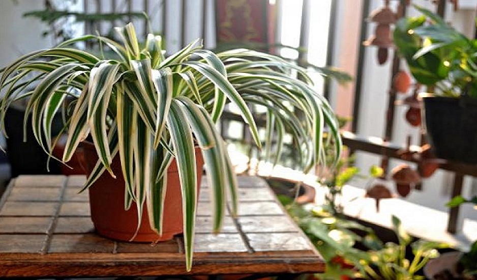 Αυτά είναι τα 7 πιο ανθεκτικά φυτά σε συνθήκες ξηρασίας
