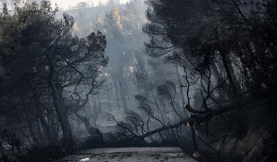 Κρανίου τόπος η Εύβοια: 25.000 στρέμματα έχουν καεί. Μάχη με τις αναζωπυρώσεις