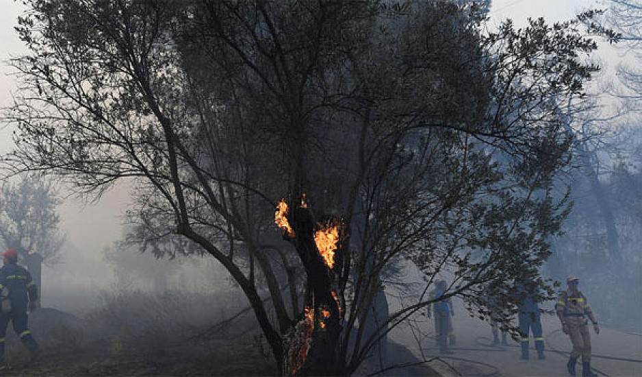Κερδίζουν τη μάχη με τις φλόγες οι Πυροσβέστες στην Εύβοια. Διάσπαρτες εστίες