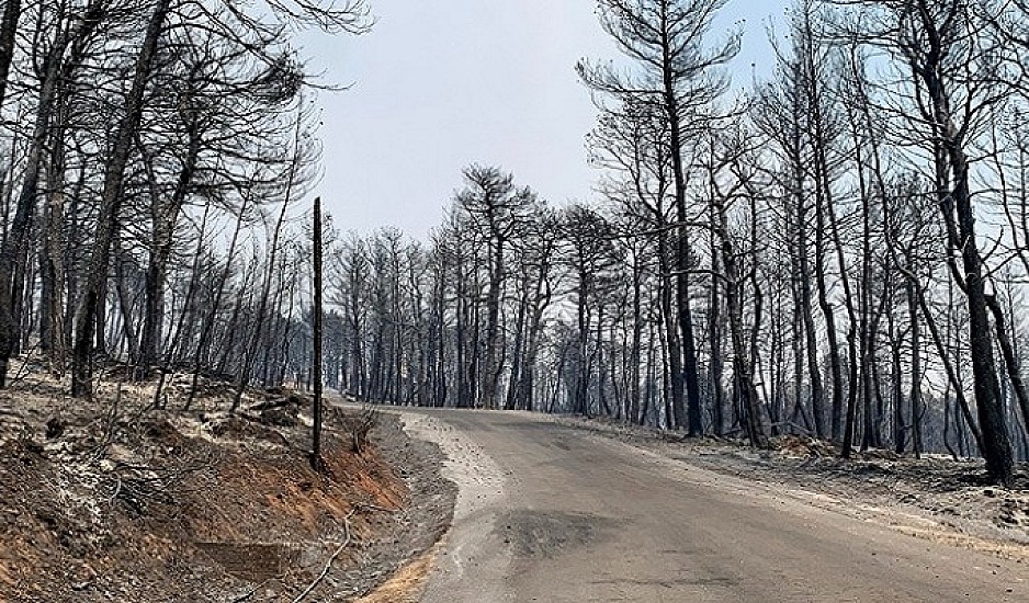 Λέκκας: Σε μία δεκαετία θα μπορέσουν να ανακάμψουν οι περιοχές που επλήγησαν από την πυρκαγιά
