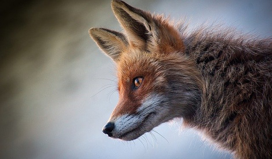 Φθιώτιδα: Τους επισκέπτεται καθημερινά μια αλεπού