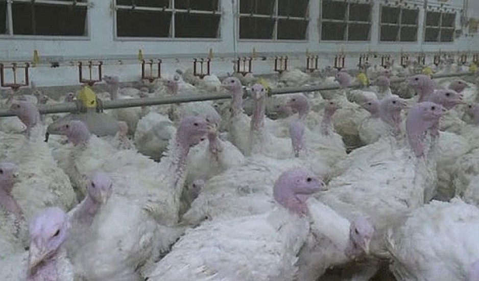 Συναγερμός στην Πολωνία: Εντοπίστηκαν σε γαλοπούλες κρούσματα της γρίπης των πτηνών