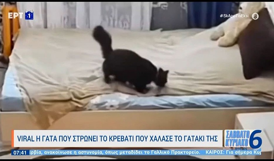 Απίστευτο βίντεο: Γάτα στρώνει το κρεβάτι που χάλασε το γατάκι της