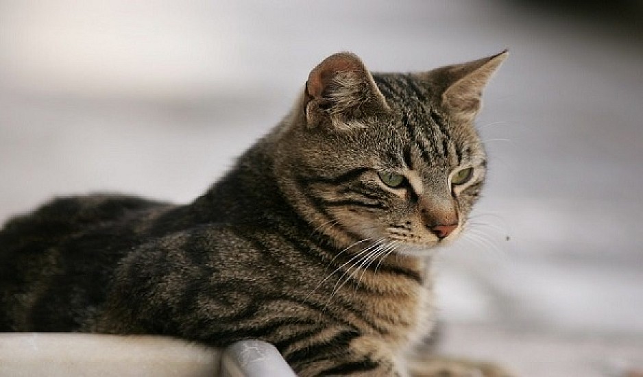 Κορονοϊός: Γάτα βρέθηκε θετική στον ιό στην Ισπανία