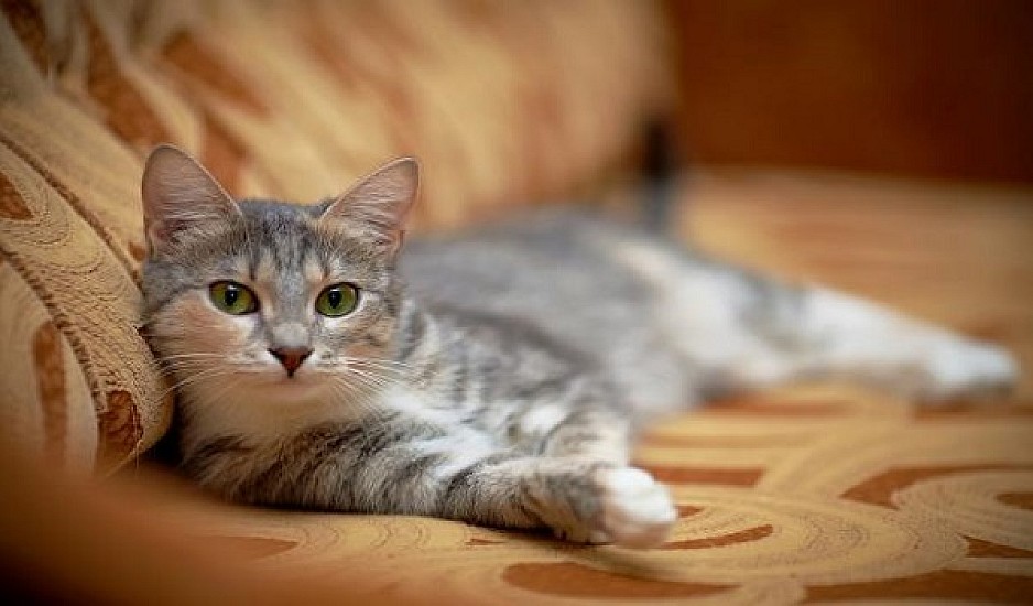 Αυστραλία: Θα σκοτώσουν εκατομμύρια γάτες πετώντας δηλητηριασμένα λουκάνικα από αεροπλάνα