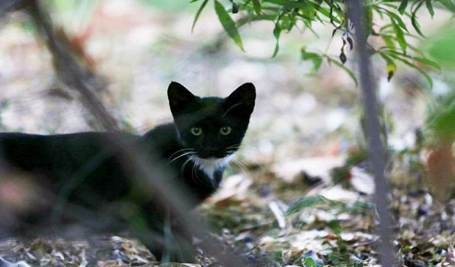Σέρρες: Καταγγελία για επιθέσεις σε αδέσποτα γατάκια με καραμπίνα
