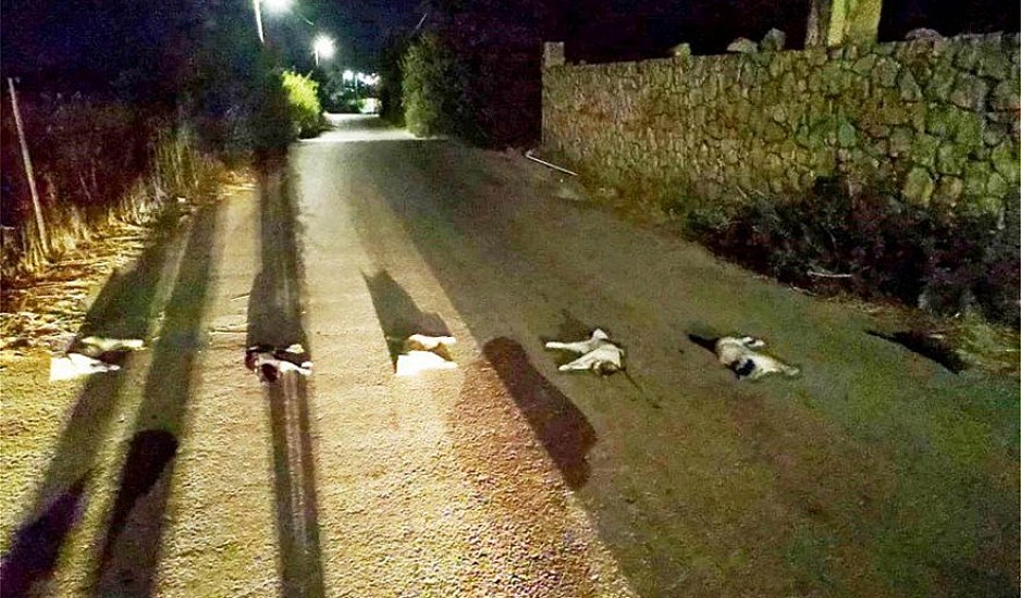 Χανιά: Σκότωσαν, έβγαλαν τα μάτια από τις γάτες και τις τοποθέτησαν στη μέση του δρόμου