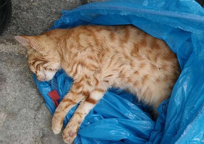 Πετρούπολη: Άγνωστος ρίχνει καυτό λάδι σε γάτες – Τον αναζητεί η αστυνομία