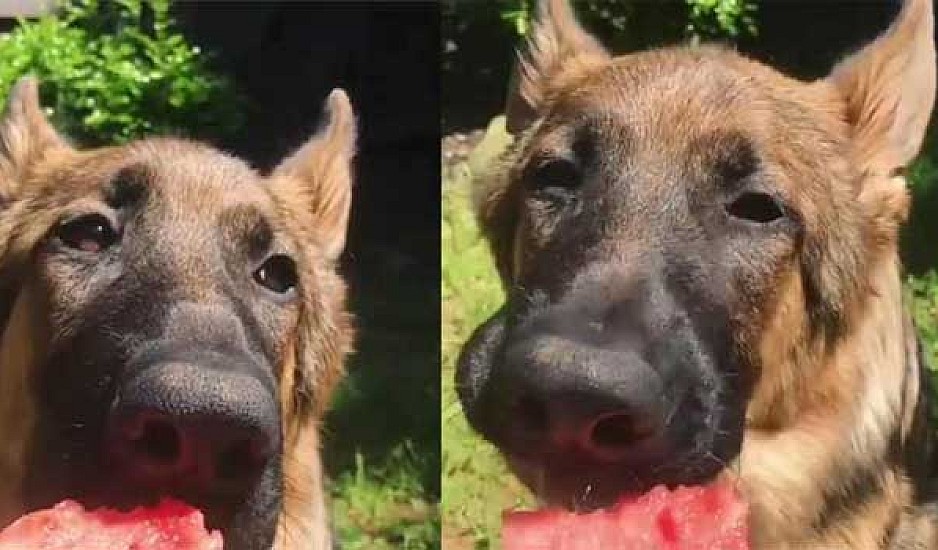 Viral ο σκύλος που τρώει καρπούζι! Βίντεο