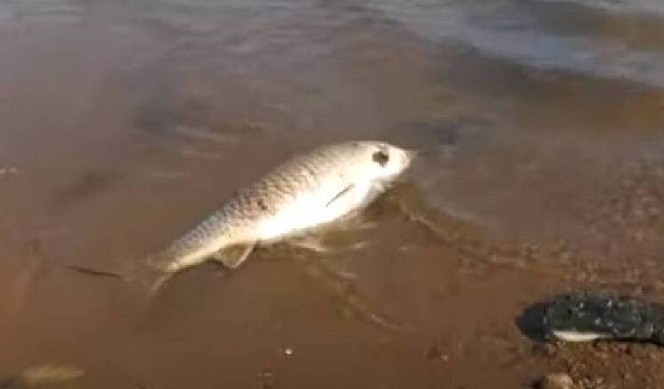 Γέμισε νεκρά ψάρια η λίμνη Κερκίνη - Τι λένε οι αρμόδιοι