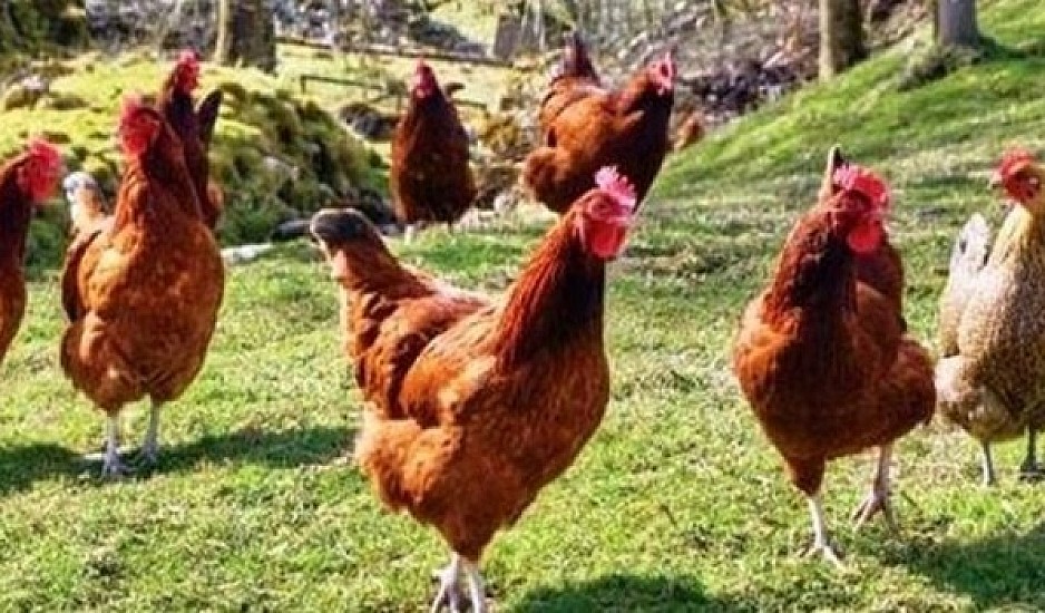 Καμπανάκι ΕΕ για ξέσπασμα της γρίπης των πτηνών εν μέσω κορονοϊού