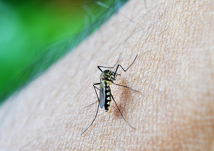 Προειδοποίηση ECDC για τα κουνούπια – Αυξάνεται ο κίνδυνος μετάδοσης ασθενειών στην Ευρώπη