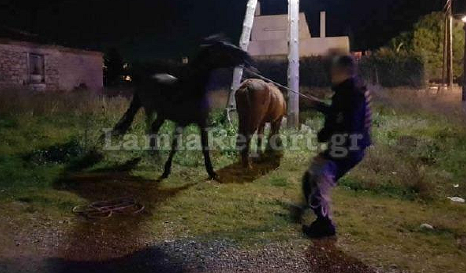 Λαμία: Κυνηγούσαν τα άλογα μέσα στην πόλη