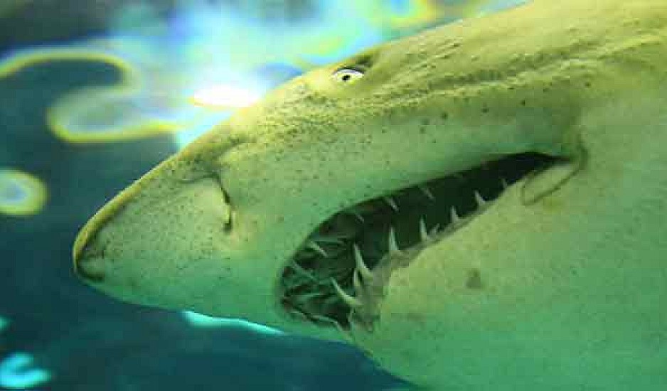 Αίγυπτος: Τι βρήκαν στο στομάχι του καρχαρία που έφαγε ζωντανό 23χρονο Ρώσο