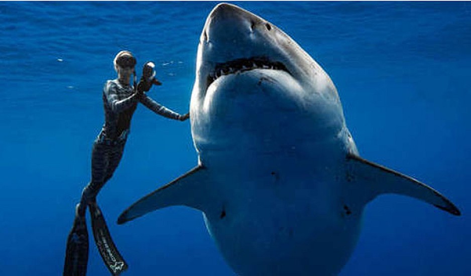 Δύτες κολύμπησαν πλάι σε έναν γιγαντιαίο μεγάλο λευκό καρχαρία