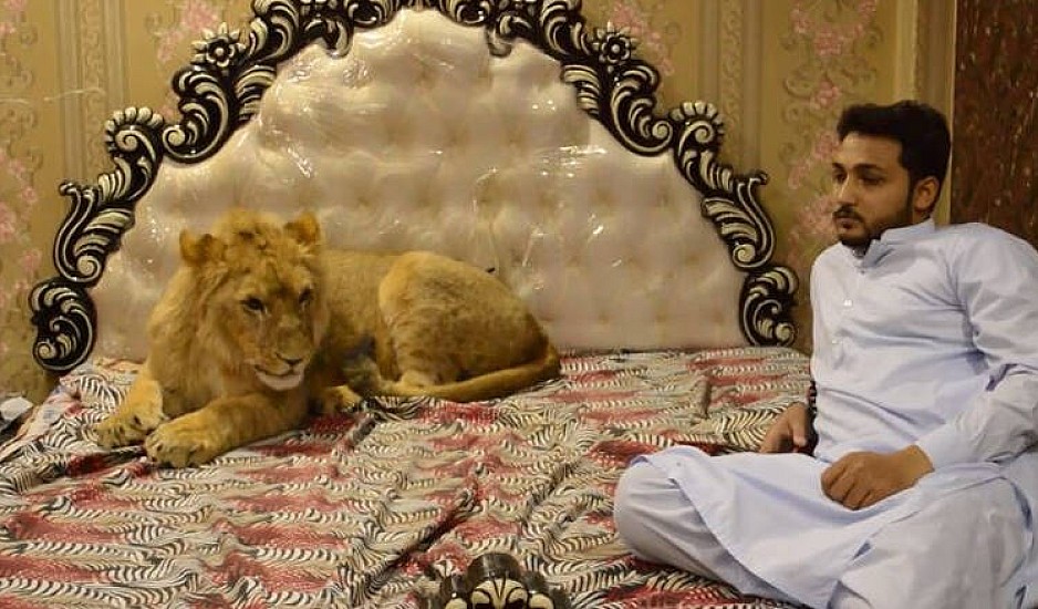 Όχι μόνο έχει λιοντάρι για κατοικίδιο αλλά το αφήνει ελεύθερο στο σπίτι του