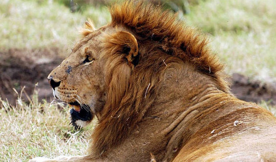 Λαθροθήρας έστησε ενέδρα σε ρινόκερους, αλλά τον κατασπάραξαν λιοντάρια