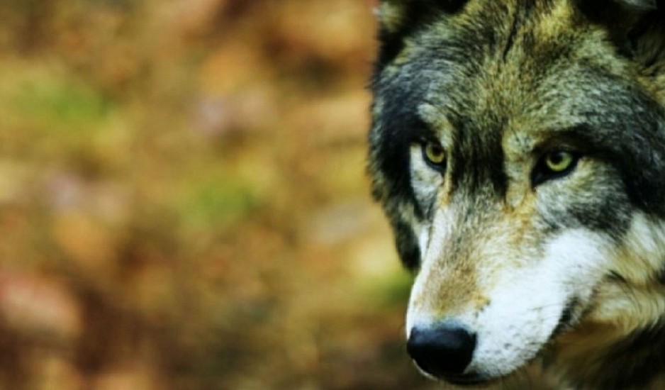 Αρκτούρος: Τεράστια ευκαιρία η επανεμφάνιση λύκου στην Πάρνηθα
