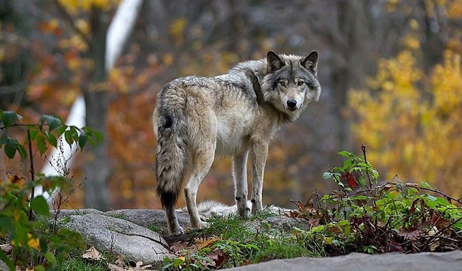 Τρόμος για οικογένεια στην Πάρνηθα – Λύκος τούς άρπαξε το σκύλο και χάθηκε στο δάσος