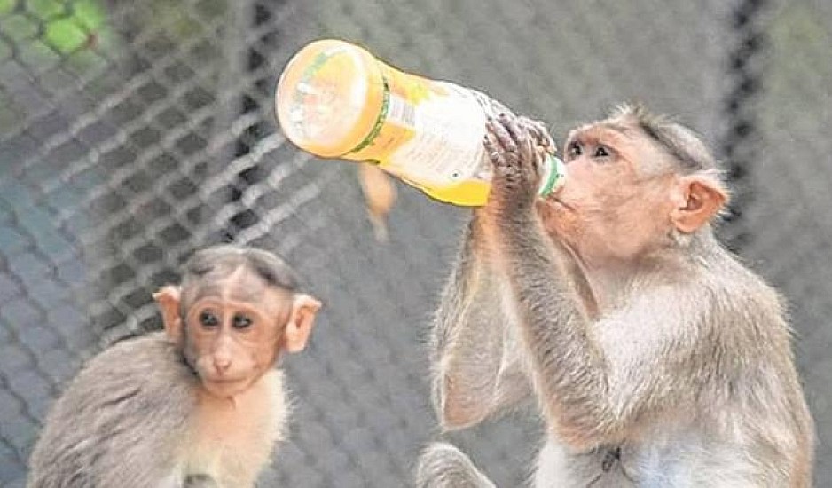 Ινδία: Αλκοολική μαϊμού σκότωσε ένα και δάγκωσε 250 άτομα αναζητώντας αλκοόλ