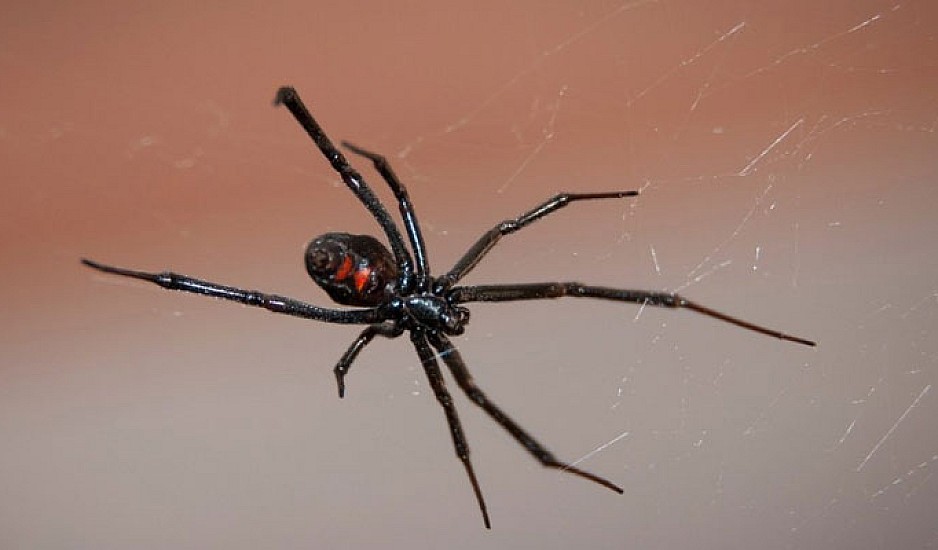 Δύο περιστατικά με τσίμπημα μαύρης αράχνης. Κινδύνεψε 10 μηνών παιδί