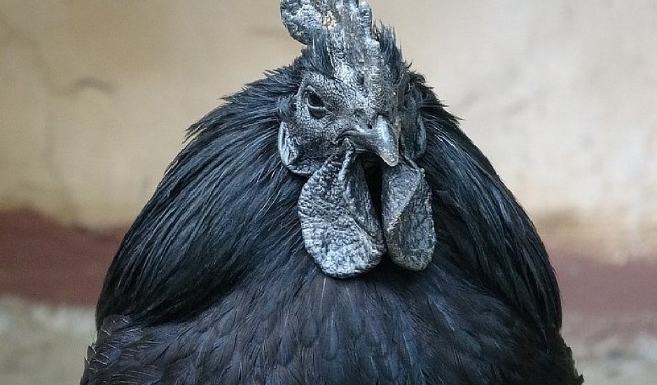 Ο παράξενος λόγος που αυτό το κοτόπουλο έχει μαύρα οστά, όργανα και κρέας