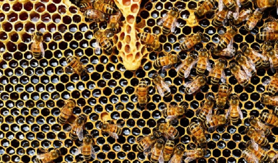 Οι  μέλισσες ξέρουν μαθηματικά - Κάνουν προσθέσεις και αφαιρέσεις