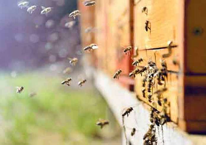 Μέλισσες επιτέθηκαν σε επιβάτες αυτοκινήτου στη Μυτιλήνη – Ένα άτομο χωρίς τις αισθήσεις του