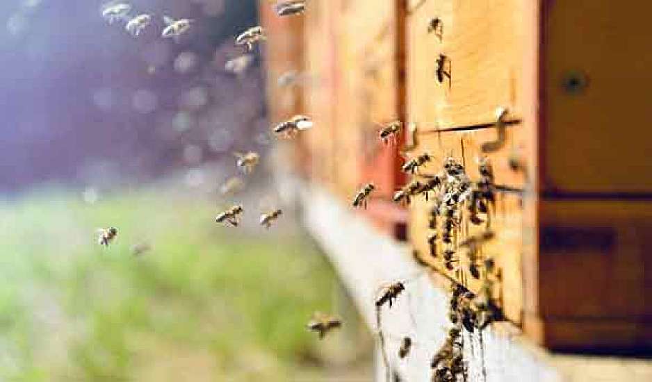 Μέλισσες επιτέθηκαν σε επιβάτες αυτοκινήτου στη Μυτιλήνη – Ένα άτομο χωρίς τις αισθήσεις του