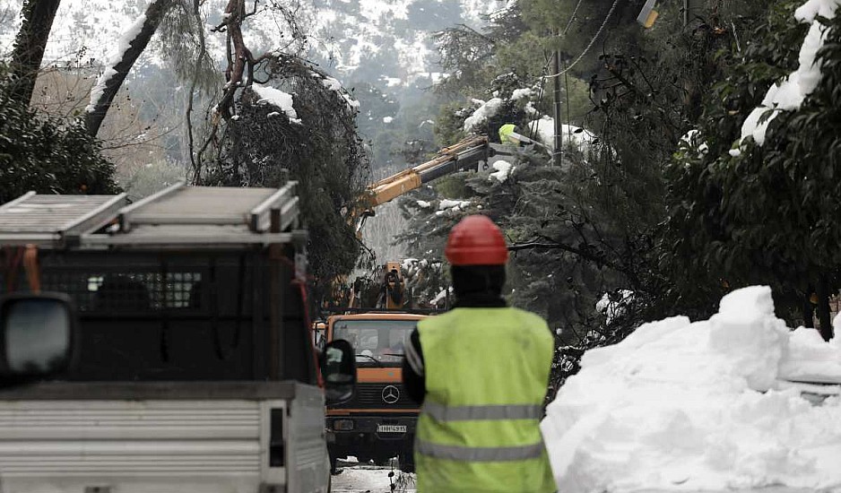 Μήδεια: Αυτό το χιόνι ήταν διαφορετικό – Γιατί έπεσαν εκατοντάδες δέντρα