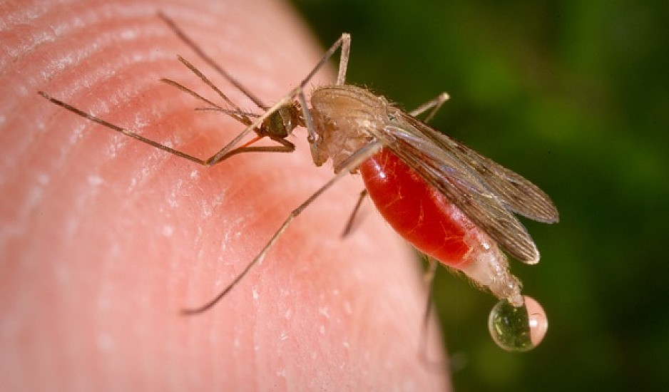 Ελονοσία: Πρωτοποριακό εμβόλιο για τη θανατηφόρα ασθένεια σε τελικές δοκιμές