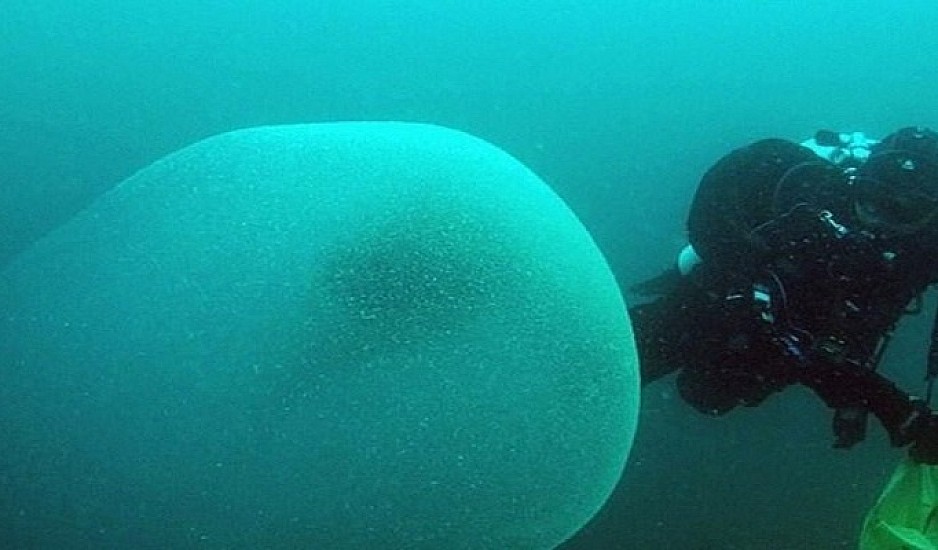 Μυστήριο με γιγαντιαίες μάζες στη θάλασσα που περιέχουν αβγά καλαμαριών
