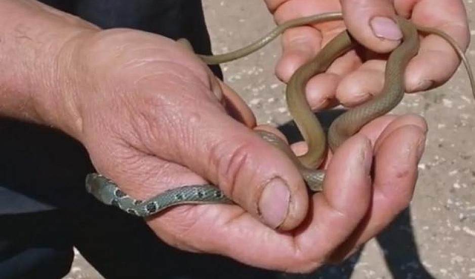 Ναύπλιο: Αυτό είναι το πιο γρήγορο φίδι στην Ελλάδα
