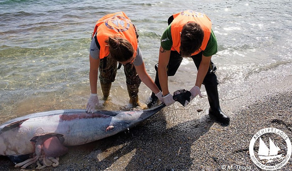 Σάλος για τις μαζικές δολοφονίες θαλάσσιων θηλαστικών στα Δωδεκάνησα