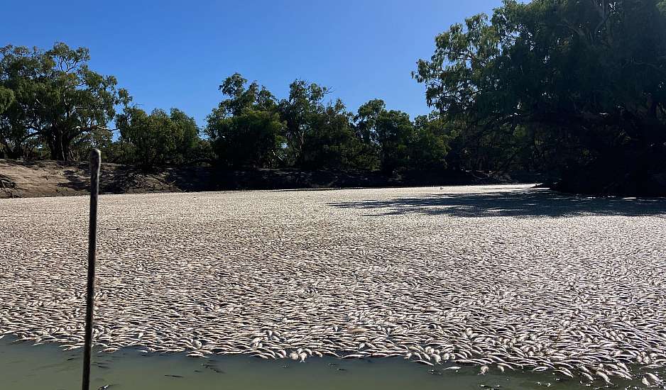 Αυστραλία: Εκατομμύρια νεκρά ψάρια γέμισαν ποταμό