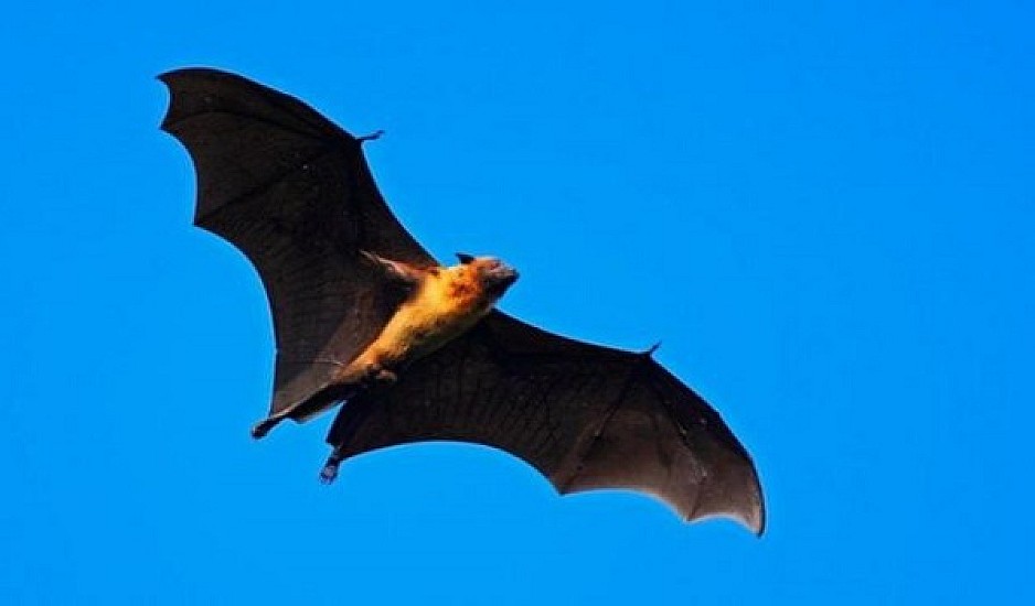 Επιστήμονες ανακάλυψαν συγγενή του κορονοϊού σε νυχτερίδες
