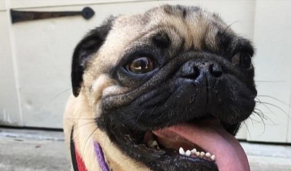 Ο πρώτος σκύλος που βρέθηκε θετικός στον κορονοϊό στις ΗΠΑ είναι ο Ουίνστον