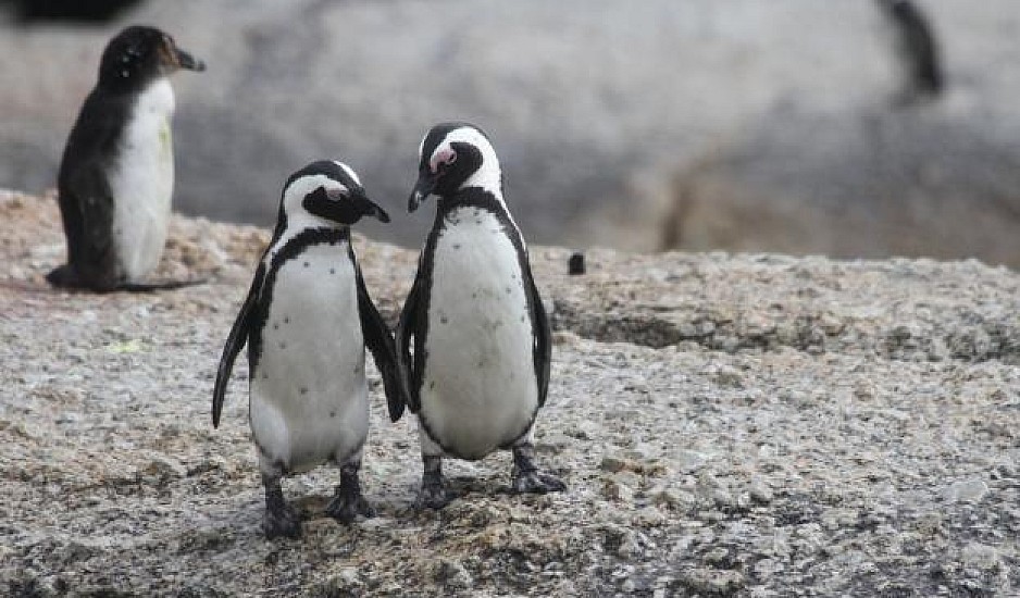Όργια στο ζωϊκό βασίλειο: Ομοφυλόφιλοι πιγκουίνοι άρπαξαν αυγό από λεσβιακό ζευγάρι