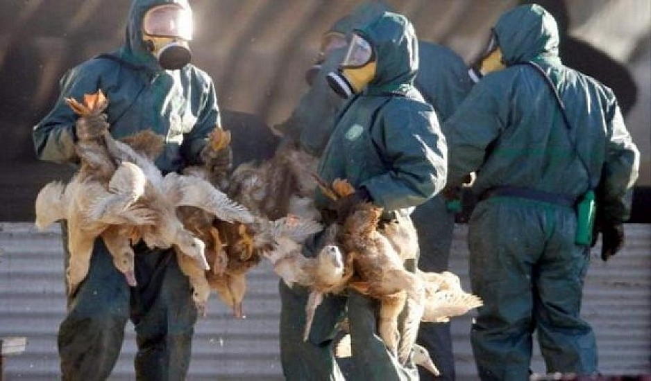 Εστία γρίπης των πτηνών στη Βουλγαρία – Θανατώθηκαν 12.000 πάπιες