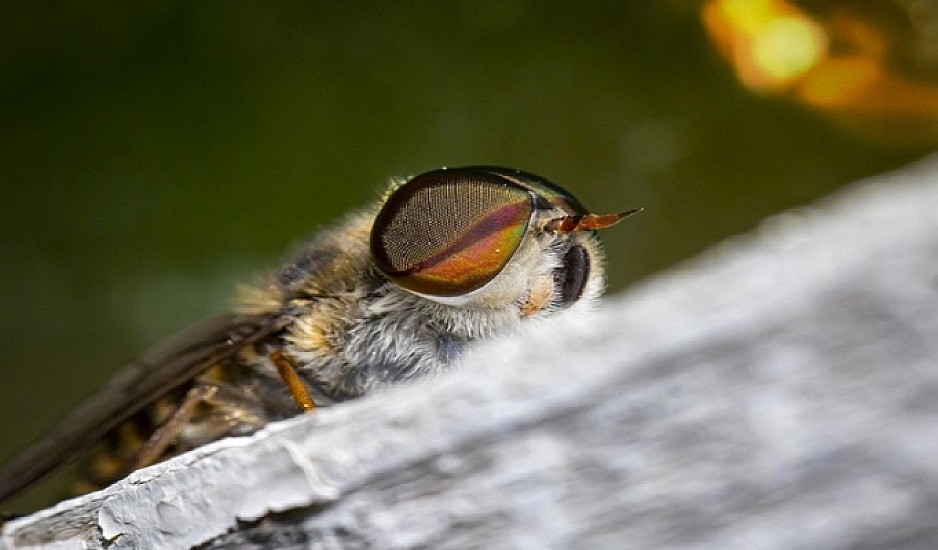 Παράσιτα βγαλμένα από θρίλερ: Μετατρέπουν τις μύγες σε ζόμπι