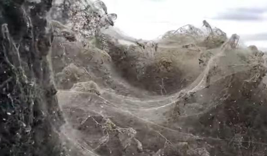 Ξάνθη: Αυτό είναι το ατελείωτο πέπλο που έφτιαξαν αράχνες στη λίμνη Βιστωνίδα