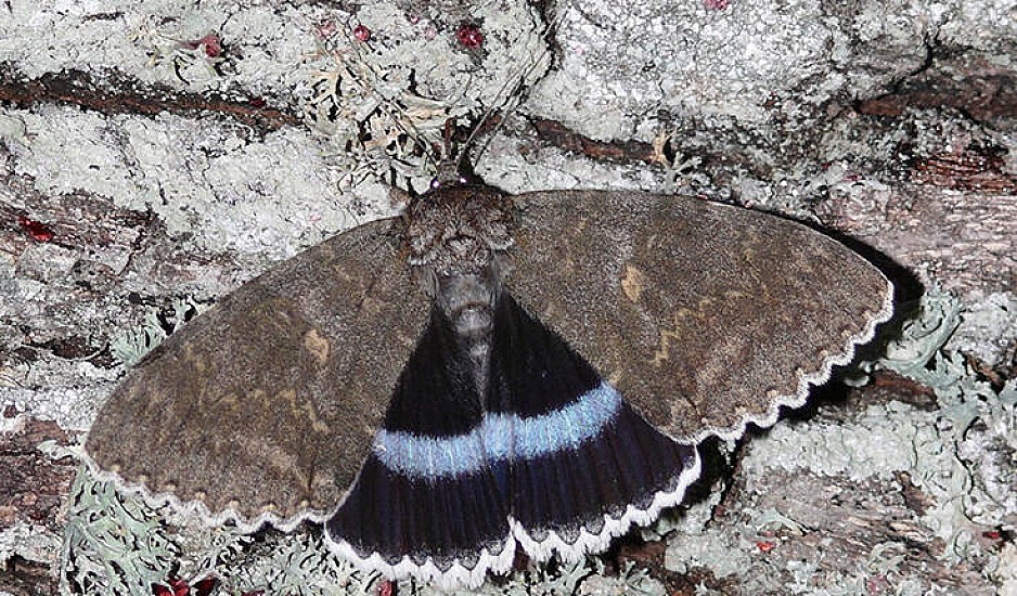 Νυχτόβια πεταλούδα σε μέγεθος πουλιού εμφανίστηκε στο Τσέρνομπιλ