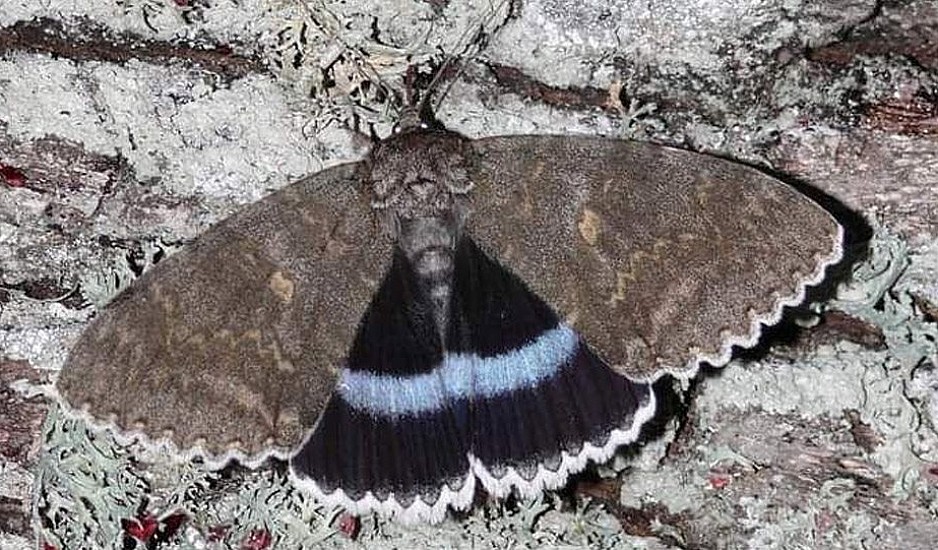 Τσερνόμπιλ: Ανακαλύφθηκε πεταλούδα σε μέγεθος πουλιού!