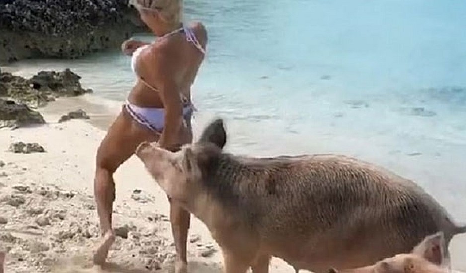 Γουρούνι δάγκωσε μοντέλο στα οπίσθια ενώ πόζαρε σε παραλία!