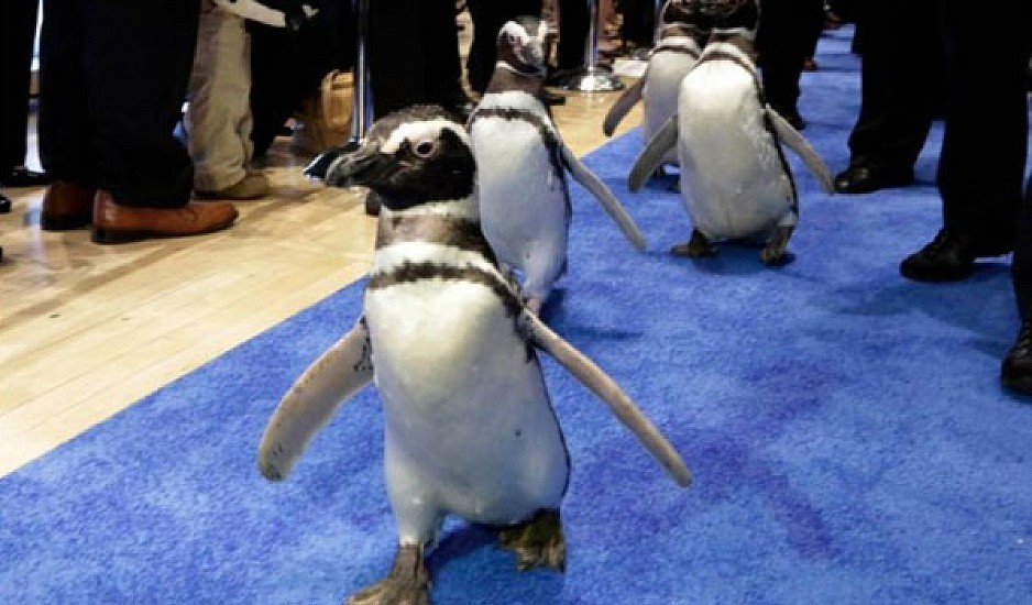 Πιγκουίνοι διέρρηξαν εστιατόριο σούσι στη Νέα Ζηλανδία!