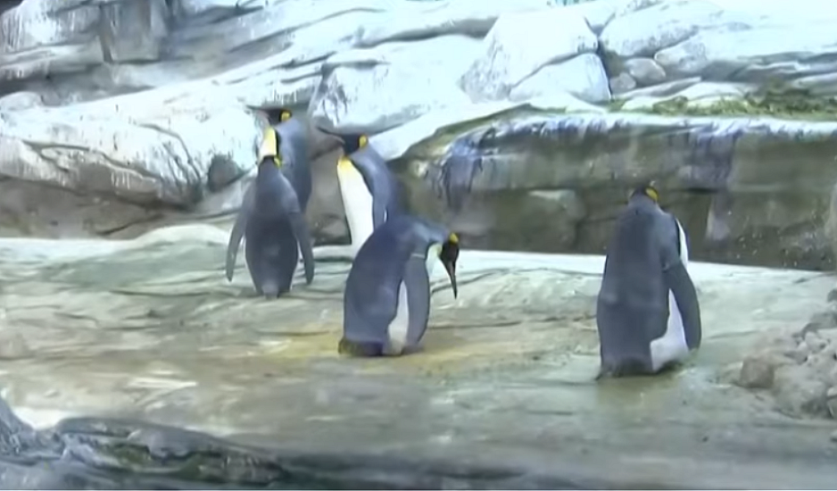 Viral έγιναν οι δύο ομοφυλόφιλοι πιγκουίνοι που κλωσσούν ένα αυγό σε ζωολογικό κήπο