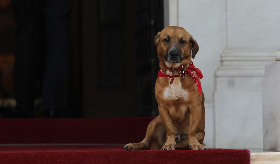 Ο σκύλος του Κυριάκου Μητσοτάκη δάγκωσε υπουργό της Κυβέρνησης!
