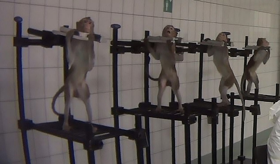 Σκληρά πειράματα: Βασανίζουν πιθηκάκια σε εργαστήρια στη Γερμανία